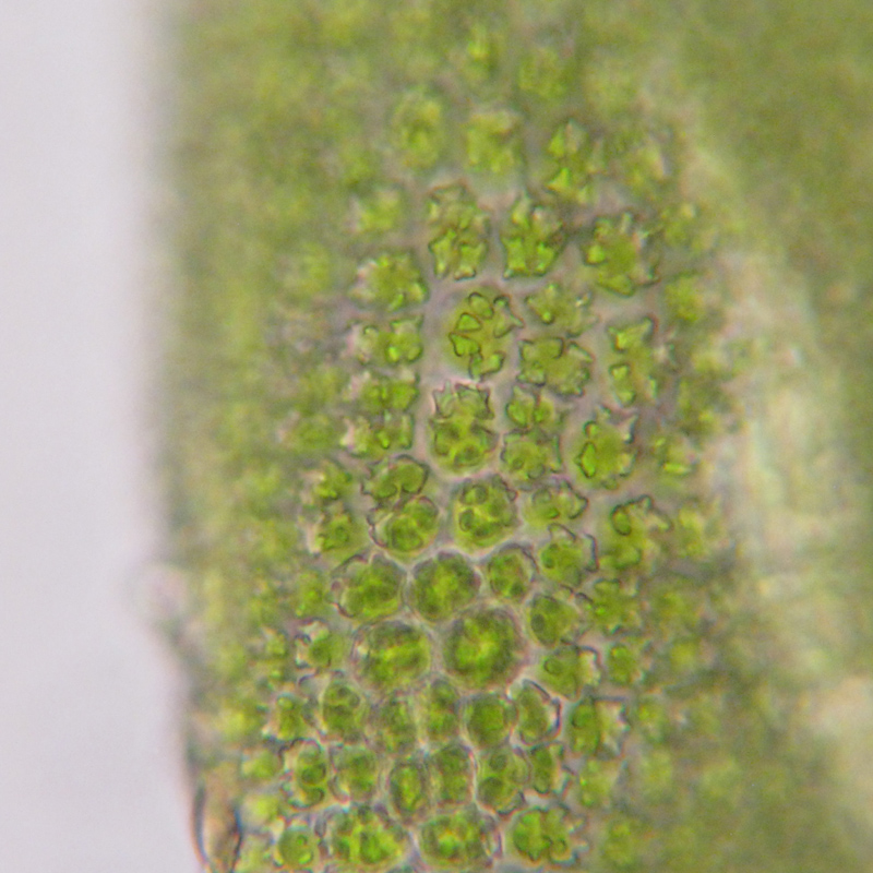 Anomodon rugelii